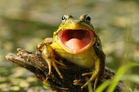 frog