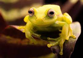 frog