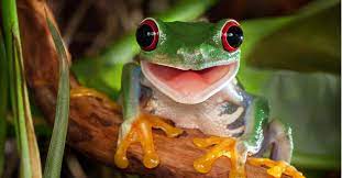 frog