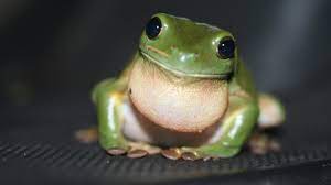 frog