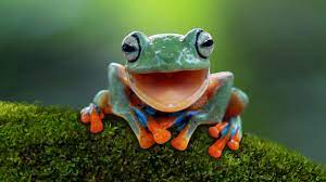 frog