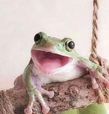 frog